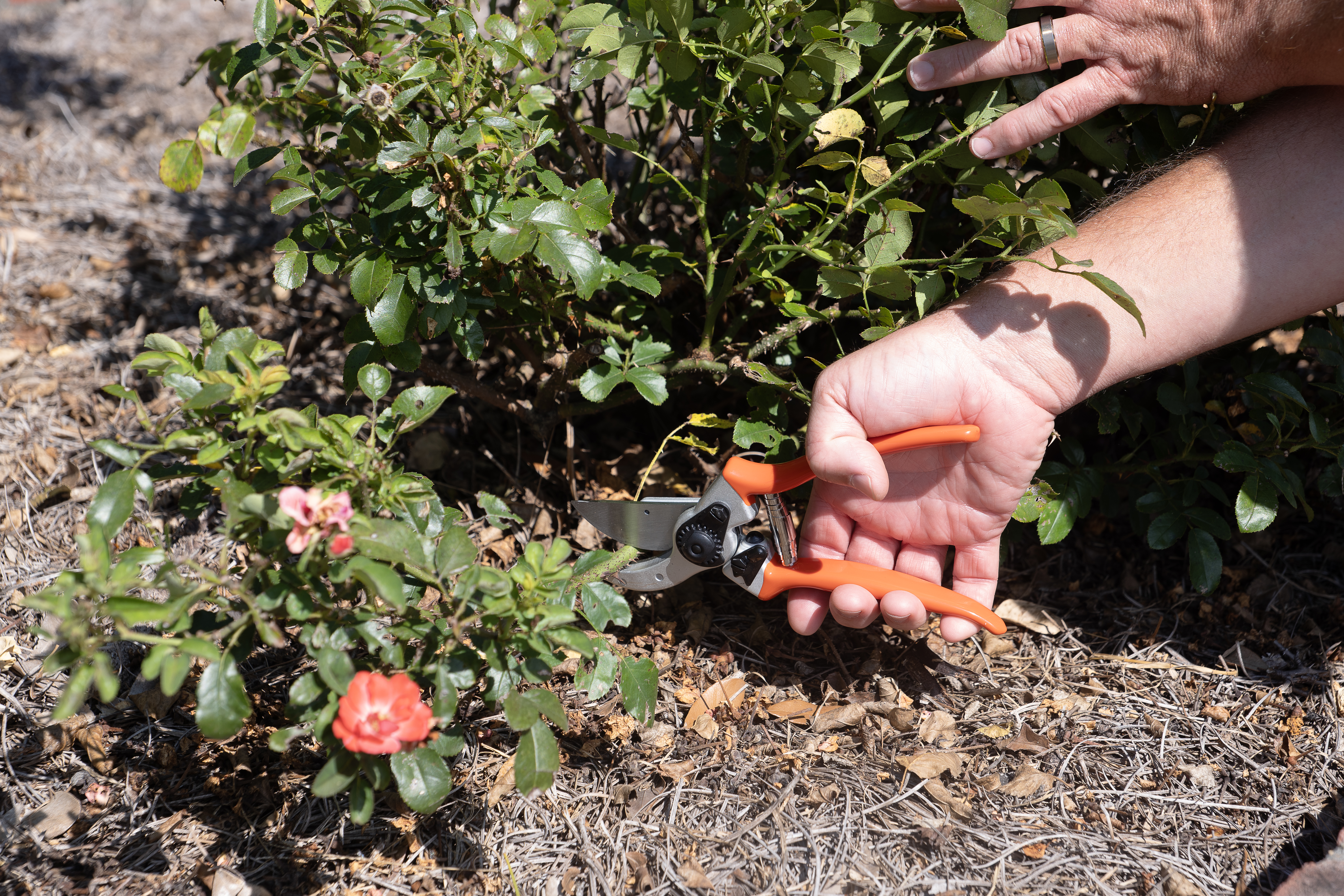 Prune roses soon to reinvigorate plants and promote fall blooms